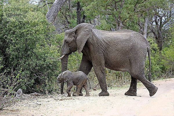 Afrikanische Elefanten (Loxodonta africana)  Mutter mit Jungtier beim Überqueren einer Straße  Krüger-Nationalpark  Südafrika  Afrika