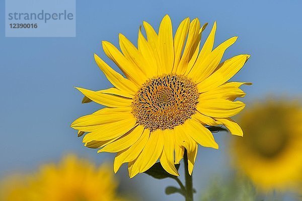 Sonnenblume (Helianthus annuus)  Blüte vor einem blauen Himmel  Nordrhein-Westfalen  Deutschland  Europa