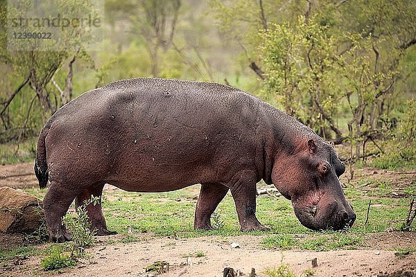 Flusspferd (Hippopotamus amphibius)  erwachsen  frisst frisches Gras  Futtersuche  Sabi Sand Game Reserve  Kruger National Park  Südafrika  Afrika