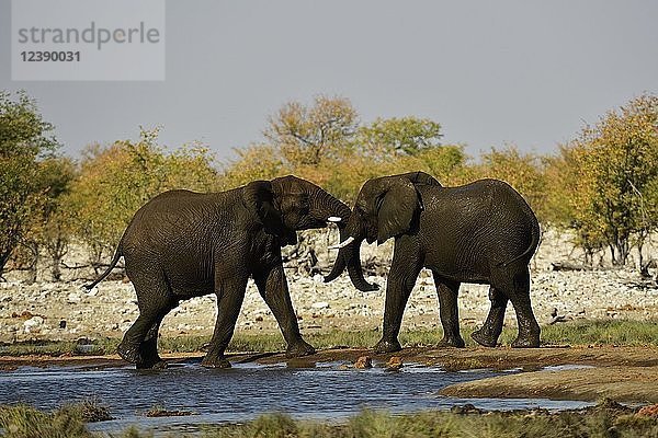 Zwei Elefanten (Loxodonta africana) an einem Wasserloch beim Kämpfen und Spielen  Etosha-Nationalpark  Namibia  Afrika