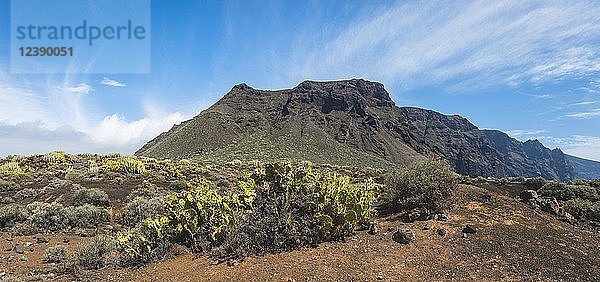 Indische Feigenopuntien (Opuntia ficus-indica) in einer kargen Vulkanlandschaft  hinter den Bergen des Acantilado de los Gigantes  Steilküste von Los Gigantes  bei Punta de Teno  Teneriffa  Kanarische Inseln  Spanien  Europa