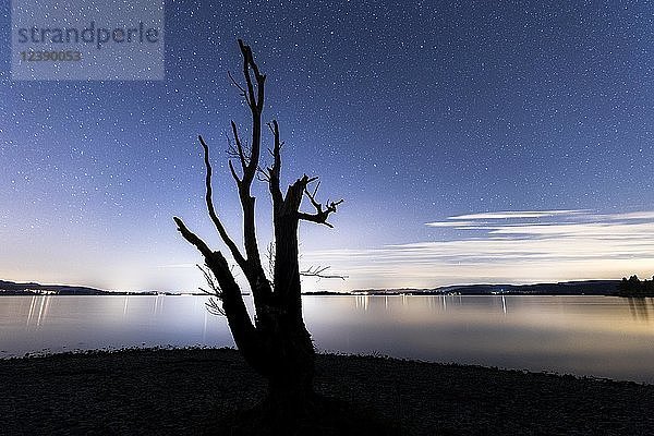 Sternenhimmel über dem Bodensee  davor Silhouette eines kahlen Baumes  Insel Reichenau  Baden-Württemberg  Deutschland  Europa