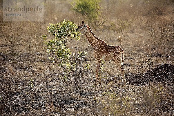 Südliche Giraffe (Giraffa camelopardalis giraffa)  Jungtier  Fütterung  Kruger National Park  Südafrika  Afrika