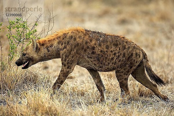 Tüpfelhyäne (Crocuta crocuta)  erwachsen  pirscht durch trockenes Grasland  wachsam  Krüger-Nationalpark  Südafrika  Afrika