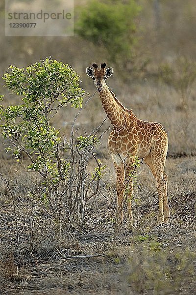 Südliche Giraffe (Giraffa camelopardalis giraffa)  Jungtier  Fütterung  Kruger National Park  Südafrika  Afrika