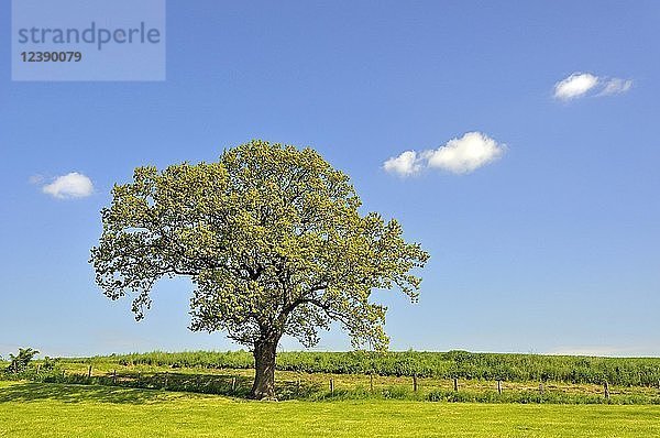 Stieleiche (Quercus robur)  blauer Himmel mit kleinen Wolken  Nordrhein-Westfalen  Deutschland  Europa