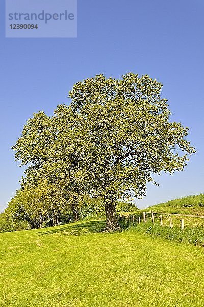 Stieleiche (Quercus robur) am Straßenrand  blauer Himmel  Nordrhein-Westfalen  Deutschland  Europa