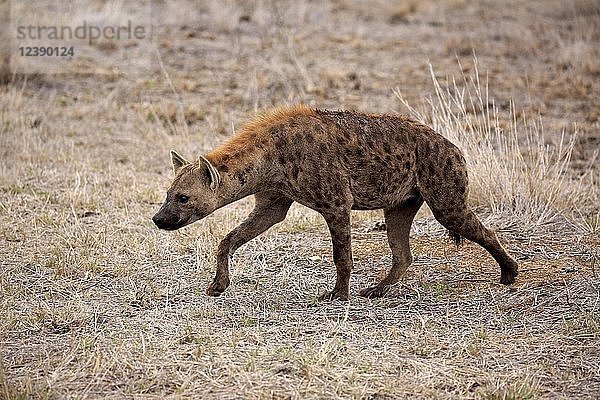 Tüpfelhyäne (Crocuta crocuta)  erwachsen  auf der Pirsch durch trockenes Grasland  wachsam  Krüger-Nationalpark  Südafrika  Afrika