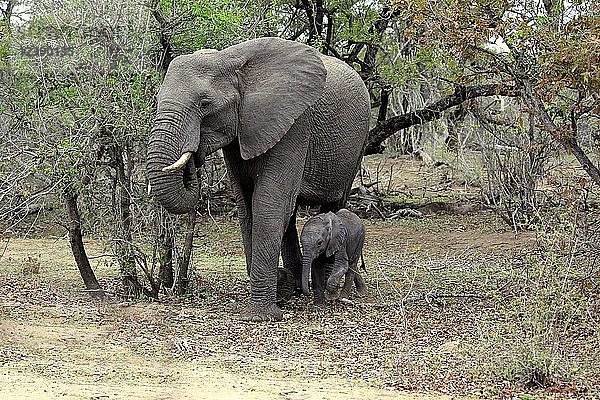 Afrikanischer Elefant (Loxodonta africana)  erwachsene Elefantenkuh mit Jungtier im Buschland  Kruger National Park  Südafrika  Afrika