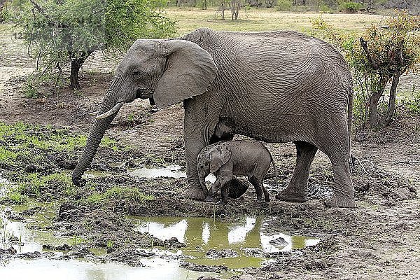 Afrikanische Elefanten (Loxodonta africana)  Elefantenkuh mit Jungtier am Schlammloch  Sabi Sand Game Reserve  Kruger National Park  Südafrika  Afrika