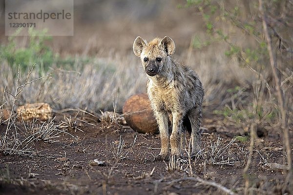 Tüpfelhyäne (Crocuta crocuta)  Jungtier  aufmerksam  neugierig  Krüger-Nationalpark  Südafrika  Afrika