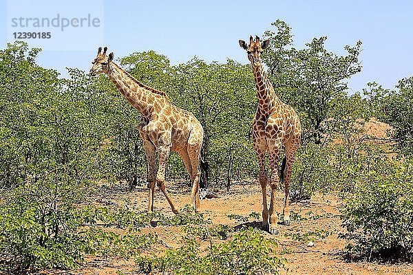 Zwei Südliche Giraffen (Giraffa camelopardalis giraffa)  erwachsen  im Buschland  Krüger-Nationalpark  Südafrika  Afrika