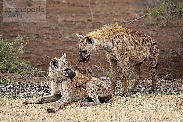 Zwei Tüpfelhyänen (Crocuta crocuta)  Sozialverhalten  Krüger-Nationalpark  Südafrika  Afrika