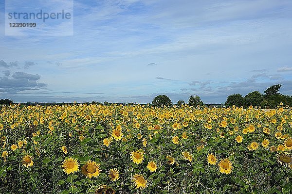 Sonnenblumenfeld (Helianthus annuus)  Nordrhein-Westfalen  Deutschland  Europa