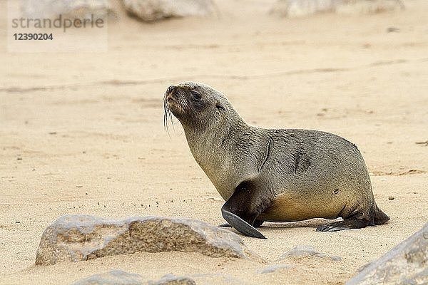 Kap-Pelzrobbe (Arctocephalus pusillus)  Jungtier  spazierend  Cape Cross Seal Reserve  Cape Cross  Namibia  Afrika