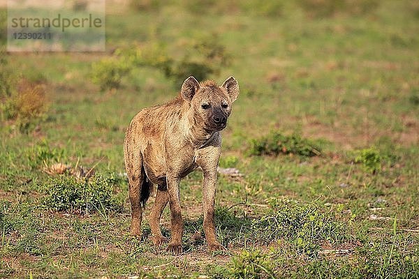 Tüpfelhyäne (Crocuta crocuta)  erwachsen  wachsam  witternd  Krüger-Nationalpark  Südafrika  Afrika