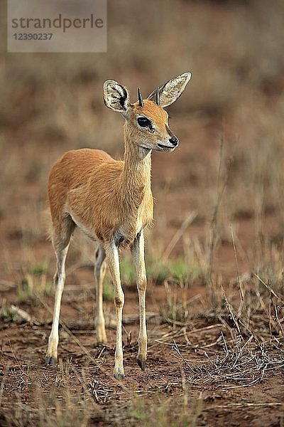 Steinböcke (Raphicerus campestris)  erwachsenes Männchen  aufmerksam  Kruger National Park  Südafrika  Afrika