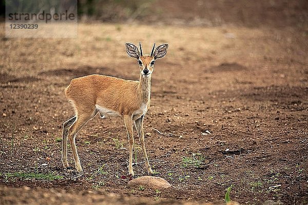 Steinböcke (Raphicerus campestris)  erwachsenes Männchen  aufmerksam  Kruger National Park  Südafrika  Afrika