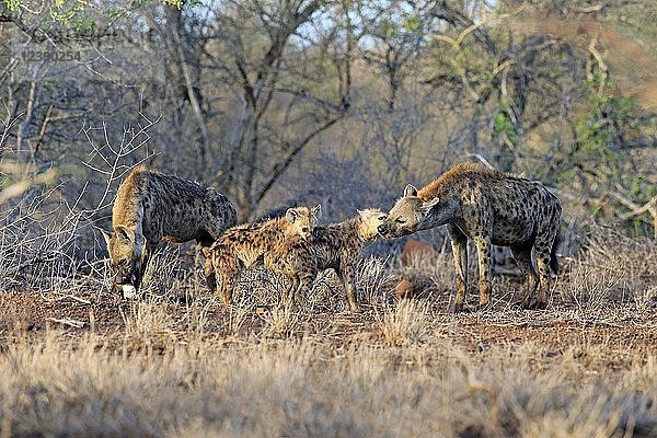 Tüpfelhyänen (Crocuta crocuta)  Alttiere mit Jungtieren beschnuppern sich gegenseitig  Tiergruppe  Sozialverhalten  Krüger-Nationalpark  Südafrika  Afrika