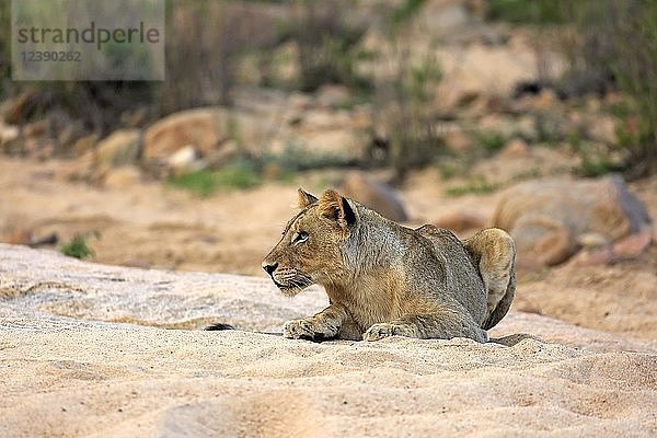 Löwe (Panthera leo)  erwachsenes Weibchen  ruhend  liegend  beobachtend  in trockenem Flussbett  Sabi Sand Game Reserve  Krüger National Park  Südafrika  Afrika