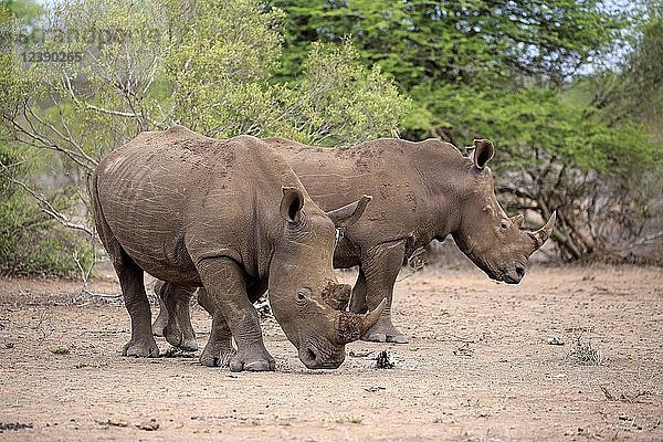 Zwei Breitmaulnashörner (Ceratotherium simum)  erwachsen  zwei Männchen  Dickhäuter  Kruger National Park  Südafrika  Afrika