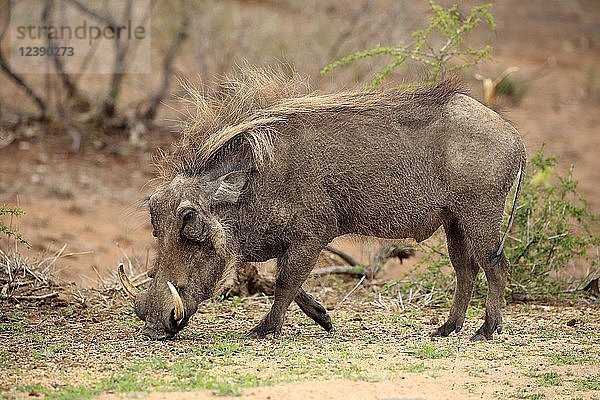 Warzenschwein (Phacochoerus aethiopicus)  erwachsen  Futtersuche  Krüger-Nationalpark  Südafrika  Afrika