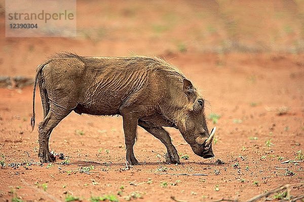 Warzenschwein (Phacochoerus aethiopicus)  erwachsenes Tier auf Nahrungssuche  Krüger-Nationalpark  Südafrika  Afrika