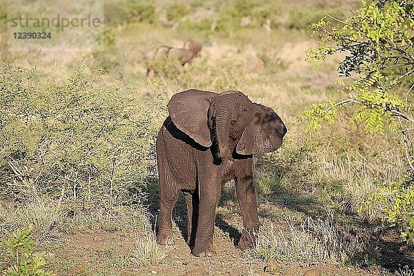 Afrikanischer Elefant (Loxodonta africana)  Jungtier  bedrohlich  Verhalten  Sabi Snad Game Reserve  Kruger National Park  Südafrika  Afrika