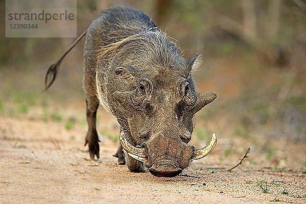 Warzenschwein (Phacochoerus aethiopicus)  erwachsen  Futtersuche  Krüger-Nationalpark  Südafrika  Afrika