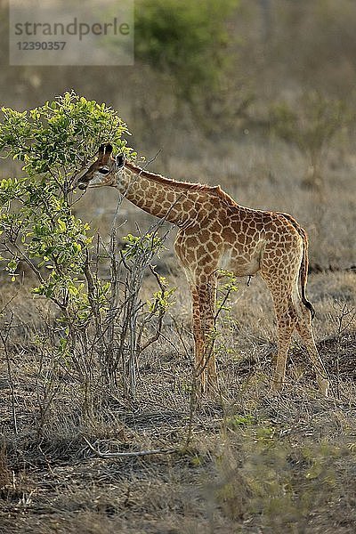 Südliche Giraffe (Giraffa camelopardalis giraffa)  Jungtier  Fütterung  Kruger National Park  Südafrika  Afrika