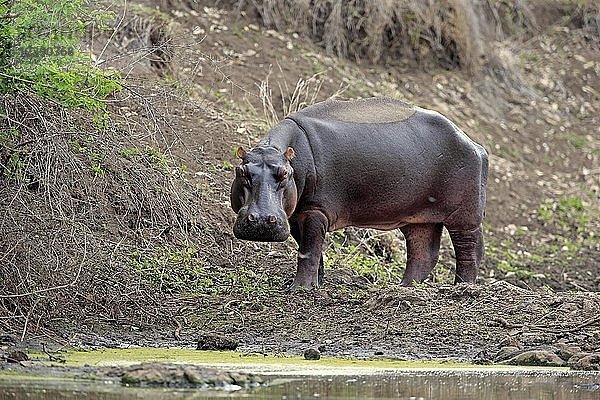 Flusspferd (Hippopotamus amphibius)  erwachsen  steht am Wasser  Krüger-Nationalpark  Südafrika  Afrika