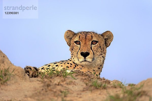 Gepard (Acinonyx jubatus)  erwachsen  wachsam  beobachtet hinter einem Hügel  Sabi Sand Game Reserve  Kruger National Park  Südafrika  Afrika