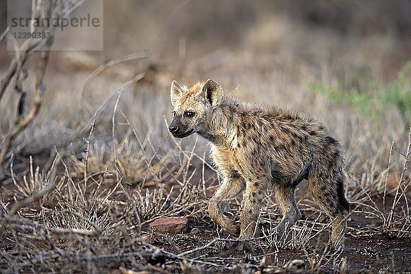 Tüpfelhyäne (Crocuta crocuta)  Jungtier  aufmerksam  neugierig  Krüger-Nationalpark  Südafrika  Afrika