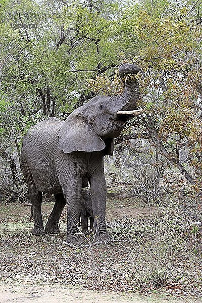 Afrikanischer Elefant (Loxodonta africana)  erwachsen  Elefantenkuh mit Jungtier  Fütterung  Futtersuche  Krüger-Nationalpark  Südafrika  Afrika