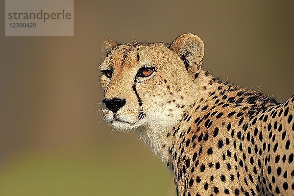 Gepard (Acinonyx jubatus)  erwachsen  Tierporträt  wachsam  Sabi Sand Game Reserve  Krüger National Park  Südafrika  Afrika