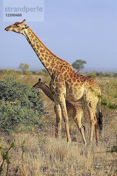 Südliche Giraffen (Giraffa camelopardalis giraffa)  erwachsenes Muttertier mit Jungtier bei der Fütterung  Kruger National Park  Südafrika  Afrika