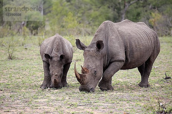 Zwei Breitmaulnashörner (Ceratotherium simum)  erwachsen  Muttertier mit Halbwüchsigem  Fütterung  Sozialverhalten  Dickhäuter  Krüger-Nationalpark  Südafrika  Afrika