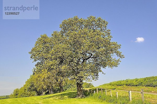 Stieleiche (Quercus robur) am Straßenrand  blauer Himmel  Nordrhein-Westfalen  Deutschland  Europa