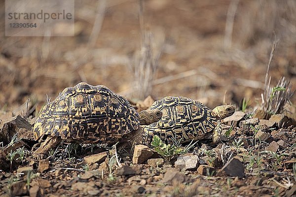 Leopard-Schildkröten (Testudo pardalis)  erwachsen  Paar  Krüger-Nationalpark  Südafrika  Afrika
