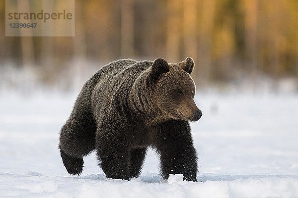 Braunbär (Ursus arctos)  männlich  Wanderung im Schnee  Region Ruhtinansalmi  Finnland  Europa