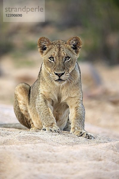 Löwin (Panthera leo)  erwachsenes Weibchen  aufmerksam  beobachtend  im trockenen Flussbett sitzend  Sabi Sand Game Reserve  Krüger National Park  Südafrika  Afrika