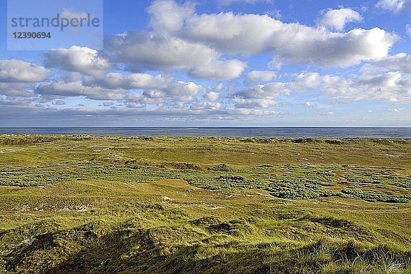 Blick über die Dünen auf die Nordsee  Norderney  Ostfriesische Inseln  Niedersachsen  Deutschland  Europa