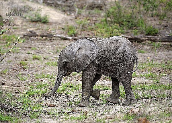 Afrikanischer Elefant (Loxodonta africana)  Jungtier beim Laufen  Sabi Sand Game Reserve  Kruger National Park  Südafrika  Afrika