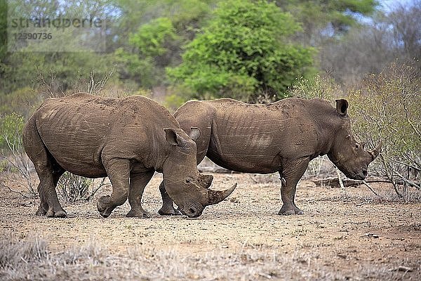 Zwei Breitmaulnashörner (Ceratotherium simum)  erwachsen  zwei Männchen  Dickhäuter  Kruger National Park  Südafrika  Afrika