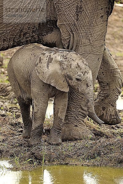 Afrikanischer Elefant (Loxodonta africana)  Jungtier lehnt sich an die Füße der Elefantenkuh  am Wasser  Sozialverhalten  Sabi Sand Game Reserve  Krüger Nationalpark  Südafrika  Afrika