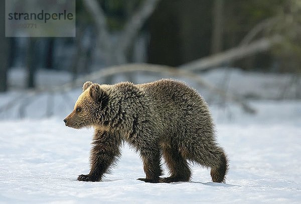 Braunbär (Ursus arctos)  Jungtier  spazierend  im Schnee  Region Ruhtinansalmi  Finnland  Europa
