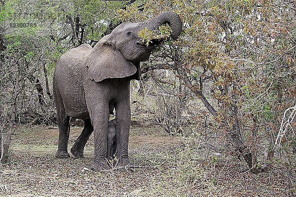 Afrikanischer Elefant (Loxodonta africana)  erwachsen  Elefantenkuh mit Jungtier  Fütterung  Futtersuche  Krüger-Nationalpark  Südafrika  Afrika