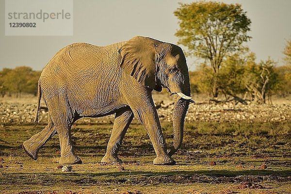Elefant (Loxodonta africana) schreitet in der Abendsonne  Etosha-Nationalpark  Namibia  Afrika