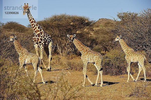 Drei junge Giraffen (Giraffa camelopardalis) mit Mutter  Region Otjozondjupa  Namibia  Afrika