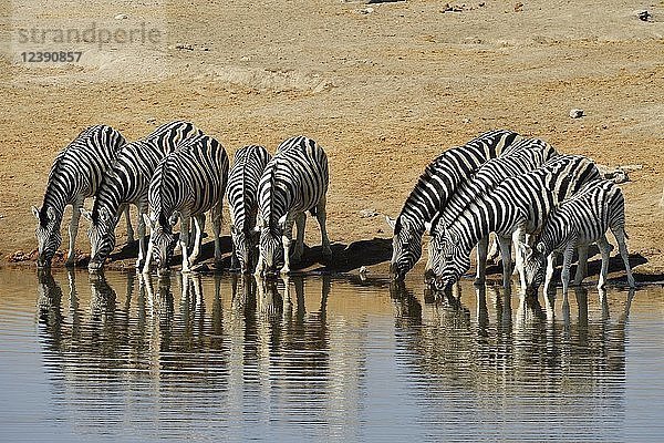 Zebraherde (Equus quagga) beim Wassertrinken an einer Wasserstelle  Ethosha-Nationalpark  Namibia  Afrika